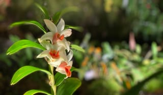 iOS Conf Singapore 2026